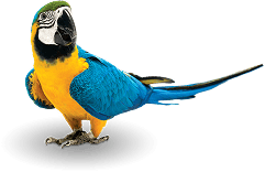Macaw