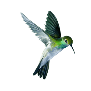 Hummingbird